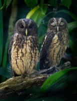 Pustik promenlivy - Ciccaba virgata - Mottled Owl o3064